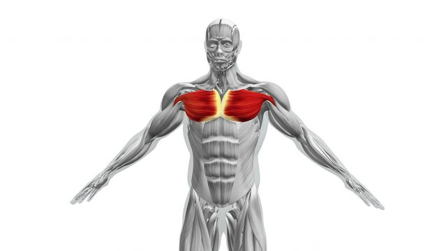 Chest Muscles - Pectoralis Major and Minor - Anatomy Muscles Ai Generated  Stock Illustration - Illustration of lung, person: 269046701