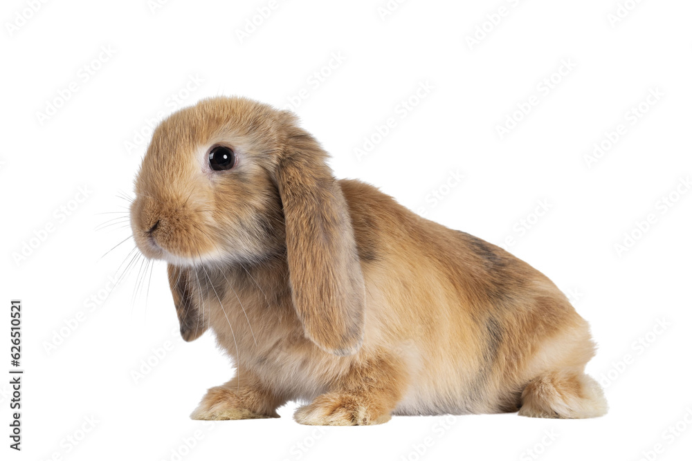 Poster sweet solid brown rabbit, sitting side ways with head up. looking towards camera. isolated cutout on