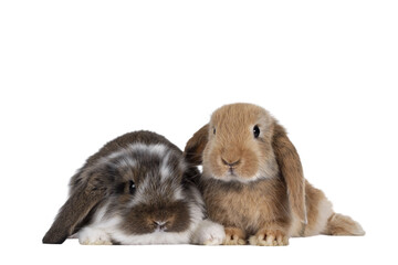 Brown with white spotted and solid brown rabbit, sitting together. Looking towards camera. Isolated...
