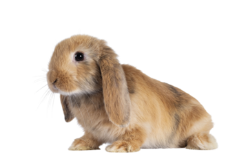 Sweet solid brown rabbit, sitting side ways with head up. Looking towards camera. Isolated cutout on transparent background.