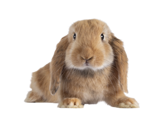 Sweet solid brown rabbit, laying down, head facing front. Looking towards camera. Isolated cutout on transparent background.