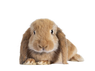 Sweet solid brown rabbit, laying down, head facing front. Looking towards camera. Isolated cutout on transparent background.