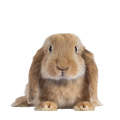 Sweet solid brown rabbit, laying down  facing front. Looking towards camera. Isolated cutout on transparent background.