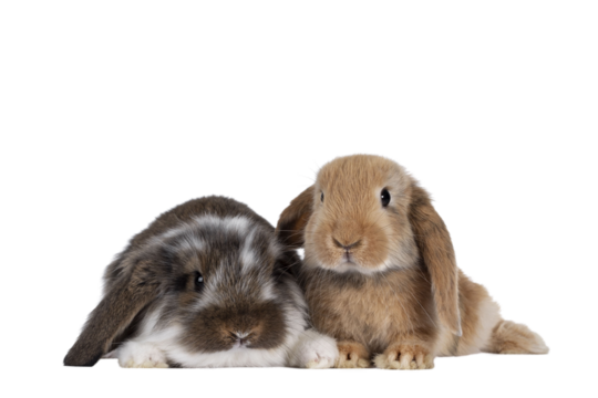 Brown with white spotted and solid brown rabbit, sitting together. Looking towards camera. Isolated cutout on transparent background.