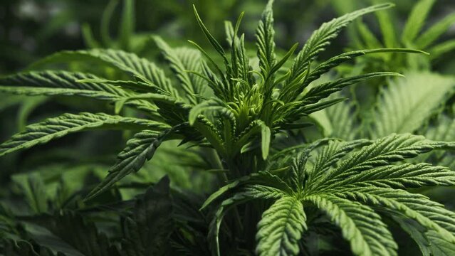 Close-up CBD cannabis plant and hemp inflorescence. Ganja Leaves with buds texture. Vegetative stage of medical marijuana growth