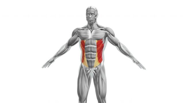 Anatomy of the External Oblique Muscles