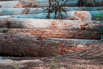 Abgeholzte Baumst&auml;mme auf einander gestapelt	