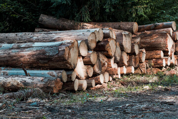 Abgeholzte Baumst&auml;mme auf einander gestapelt	