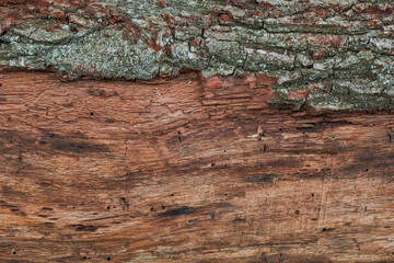 Baumrinde bedeckt mit Moos, Hintergrund