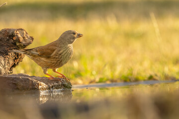 Birds,Roe deers