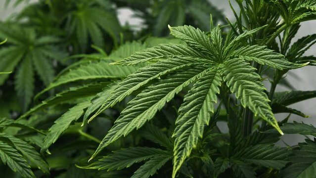 Closeup marijuana leaf. Hemp plants in a greenhouse. Concept of herbal alternative medicine, cbd oil, pharmaceptical industry. Cannabis cultivation indoor
