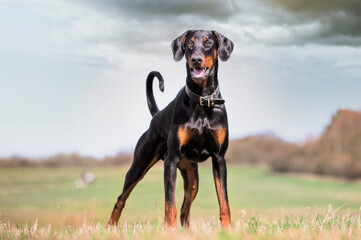 Doberman