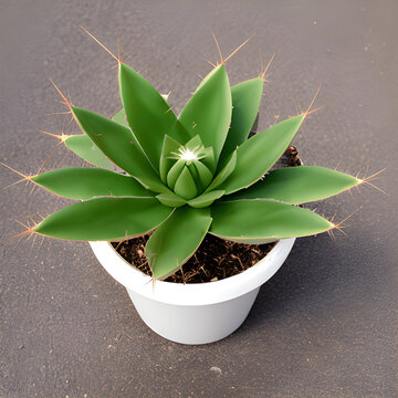 Cactus with beautiful Palin background