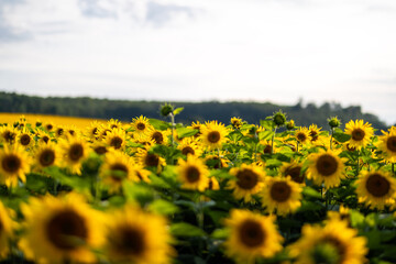 Viele Sonnenblumen dicht gewachsen auf einem Feld