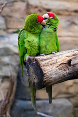 Two cuddling green parrots © Marc_H