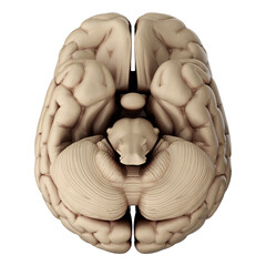 3d render of human brain isolated on transparent background