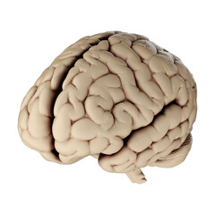 3d render of human brain isolated on transparent background