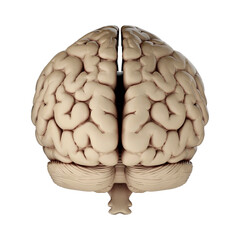 3d render of human brain isolated on transparent background