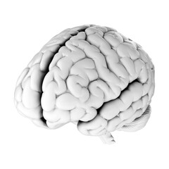 3d render of human brain isolated on transparent background