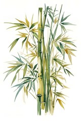 Fototapeta na wymiar bamboo wallpaper isolated on white background