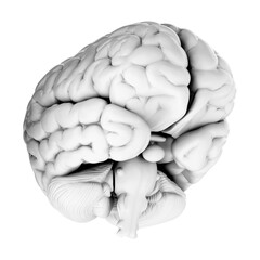3d render of human brain isolated on transparent background