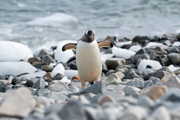 Naklejka premium Gentoo penguin walking on ocean seaside in Antarctica peninsula.