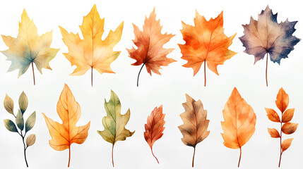 set of colorful autumn leaves isolated on white background