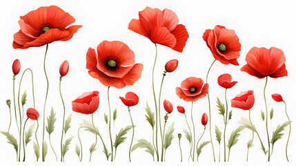 red poppy flowers isolated on white background.  - obrazy, fototapety, plakaty