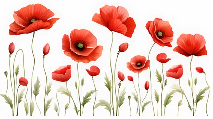 Foto op Plexiglas red poppy flowers isolated on white background.  © EvhKorn