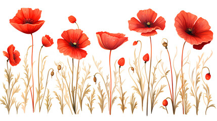 Obraz premium watercolor red poppies isolated on white background