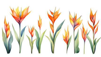 set of beautiful exotic tropical flowers and leaves. watercolor illustration.