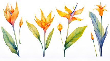 Fototapeta na wymiar watercolor set of different colorful strelitzia