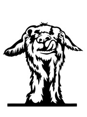 Funny and hilarious peeking goat SVG vector graphic and cut file sheep