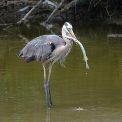 Merritt Island NWR Florida Great Blue Heron Needlefish Catch 