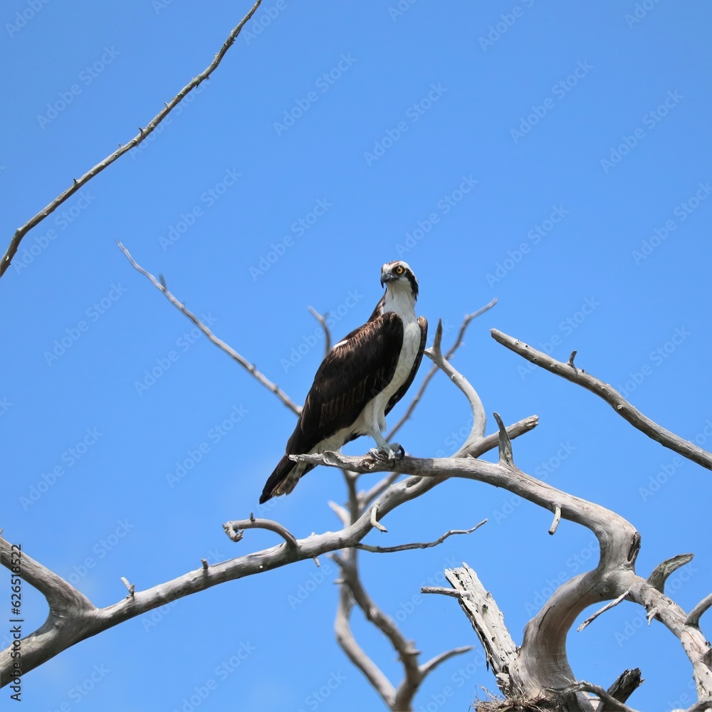 Sticker Osprey Perched Merritt Island NWR Florida 