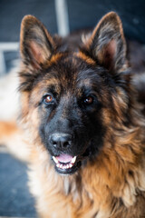 Fotos de GIN un pastor Alemán precioso y muy juguetón