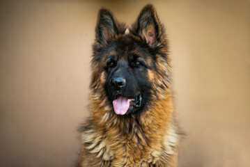 Fotos de GIN un pastor Alemán precioso y muy juguetón