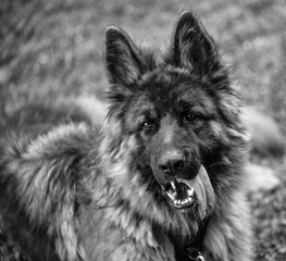 Fotos de GIN un pastor Alem&aacute;n precioso y muy juguet&oacute;n