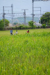 荻の雑草が生えた道を歩く親子、ほのぼのとした懐かしい風景