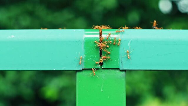 Large red fire ants on a railing