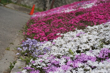 白、ピンク、紫色の花畑