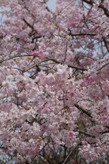 満開になった桜の木