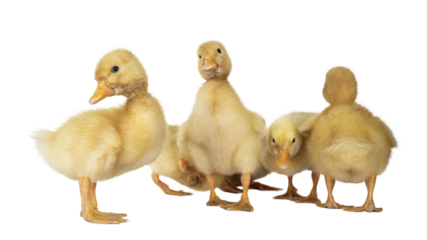 Group of cute 3 day old Peking ducklings standing side ways towards camera. Isolated cutout on transparent background.