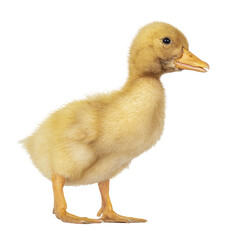 Cute 3 day old Peking duckling standing side ways. Isolated cutout on transparent background.