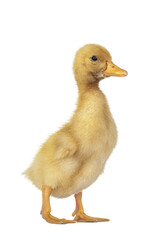 Cute 3 day old Peking duckling standing side ways. Isolated cutout on transparent background.