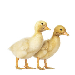 Two cute 3 day old Peking duckling standing side ways. Isolated cutout on transparent background.
