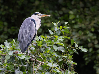 Grey heron perched on a branch