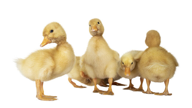 Group of cute 3 day old Peking ducklings standing side ways towards camera. Isolated cutout on transparent background.