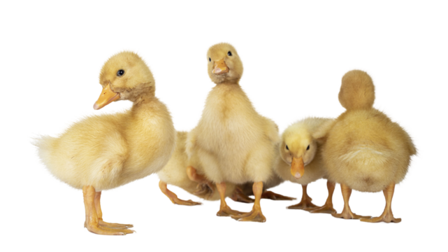 Group of cute 3 day old Peking ducklings standing side ways towards camera. Isolated cutout on transparent background.