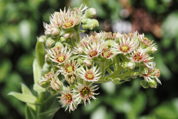 flowers of the always alive